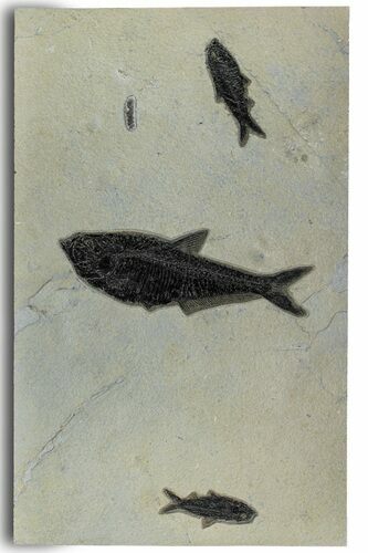 Plate of Three Fossil Fish (Diplomystus & Knightia) - Wyoming #314022